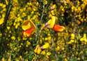 Cytisus scoparius